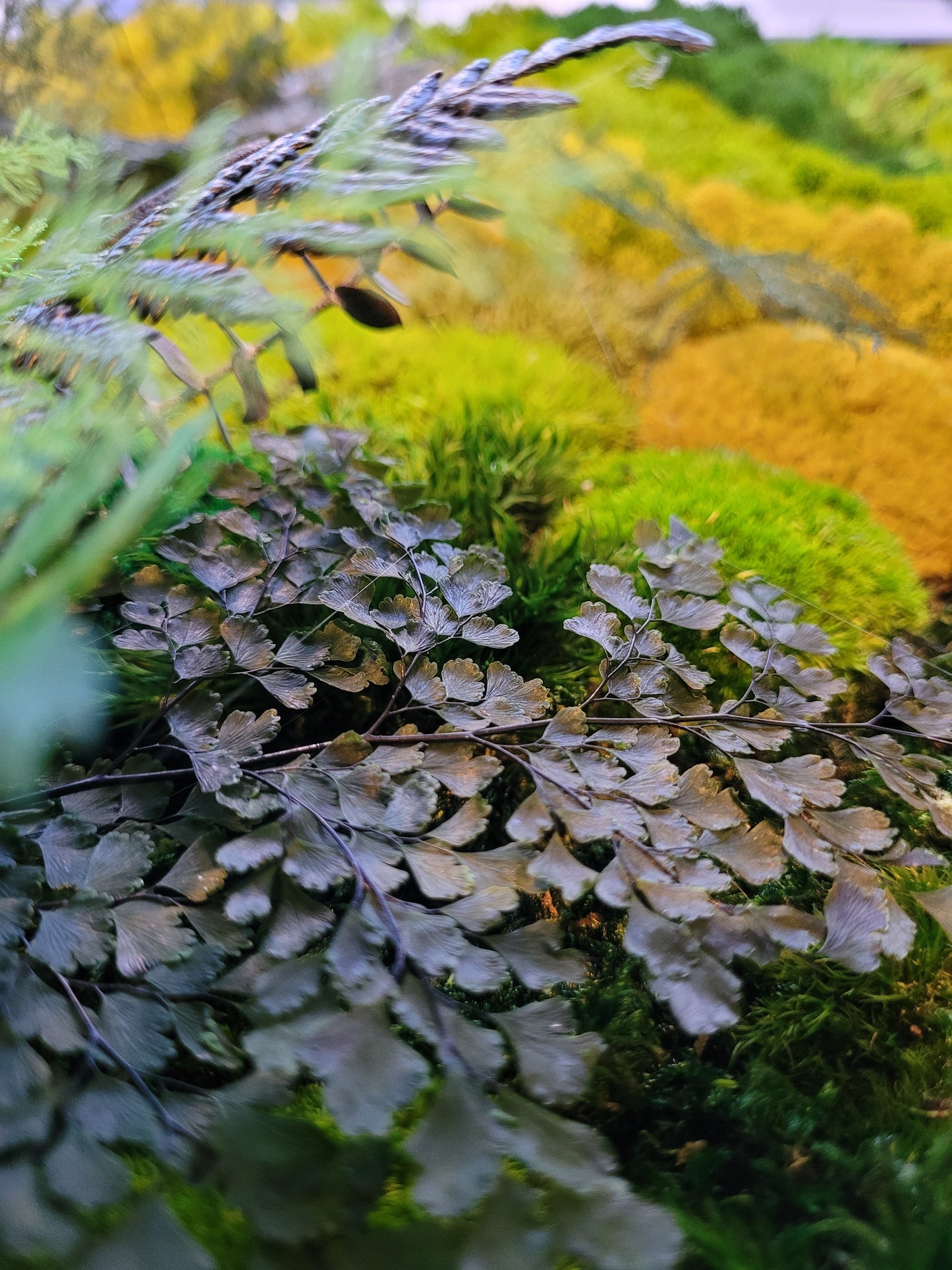 Moss frame, Moss Wall Art, Nature Room Decor, Art Modern wall